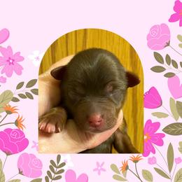 Mia - Chocolate and tan female Yorkshire Terrier puppy in Bonney Lake, Washington from Enchanted Yorkies