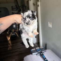 Left patch-storm - Merle male Pomsky puppy in Kingston, Michigan from Browns Pomskys