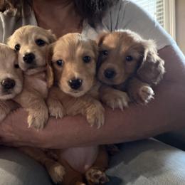 Dachshund Puppies from Cajun Pawfection