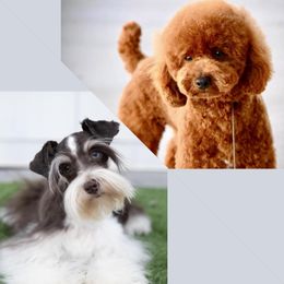 Schnoodle puppies from KM AKC Toy poodles