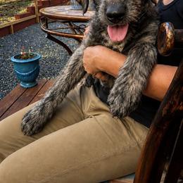 Irish Wolfhound Puppies from Juniper Creek Irish Wolfhounds