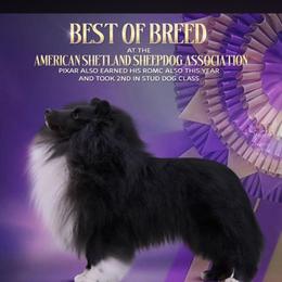 Shetland Sheepdog puppies from Holly's Sheepdogs