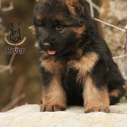 River - Black and red female German Shepherd puppy in Herriman, Utah from VMS Shepherds