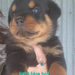 Boy 3 - Black and mahogany male Rottweiler puppy in De Witt, Iowa from Irish Eyes Kennels