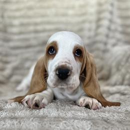 Baby Ruth (pink) - Red and white female Basset Hound puppy in Kingsport, Tennessee from Bear’s Bassets