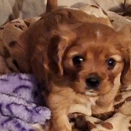 Cavalier King Charles Spaniels from Empress Cavaliers