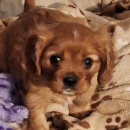 Cavalier King Charles Spaniels from Empress Cavaliers