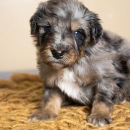 Shandy - Blue merle male Bernedoodle puppy in Youngstown, Florida from Wonderland’s Boujie Kennels