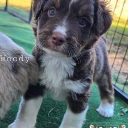 Woody - Red phantom male Aussiedoodle puppy in Vinemont, Alabama from Cotton Country Kennels