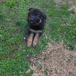 Female 3 - Black and tan female German Shepherd puppy in Leon, West Virginia from Heart2Heart Kennels
