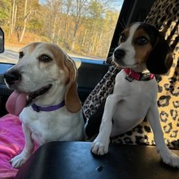 Beagle All Grown Up from Rustic Farm Sporting Beagles