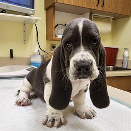 Sassy - Blue and white female Basset Hound puppy in Surprise, Arizona from Howlin Hounds