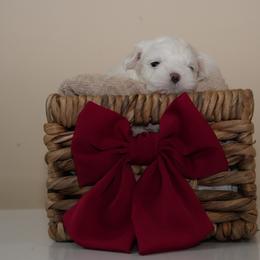 Boy 2 - White male Maltese puppy in Miramar, Florida from Royal Korean Maltese