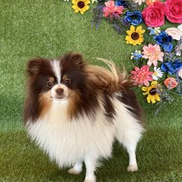 Precious - Pomeranian