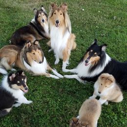 Collies from GlenLoch Collies