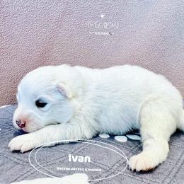 Samoyed Puppies from The Bactos Family