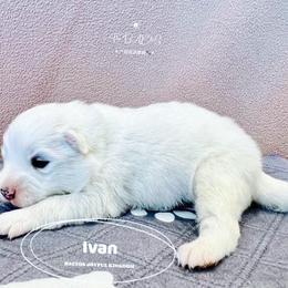 Samoyed Puppies from The Bactos Family