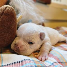 French Bulldog Puppies from Electric City Frenchies