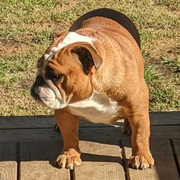 Bulldogs and Mastiffs from Rosehill Mastiffs & Bulldogs