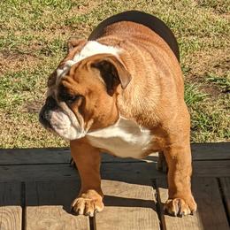 Bulldogs and Mastiffs from Rosehill Mastiffs & Bulldogs