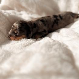 Joshy - Dapple male Dachshund puppy in San Diego, California from Enchantables