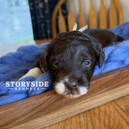 Muffin - Brown and white female Aussiedoodle puppy in Cassville, Wisconsin from Storyside Kennels
