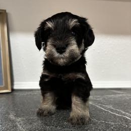 White Collar - Black and silver male Miniature Schnauzer puppy in Houston, Texas from Silver Paw Ranch