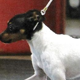 Toy Fox Terriers from Asgard Acres