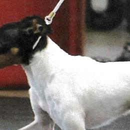 Toy Fox Terriers from Asgard Acres