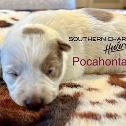 Pocahontas - Red speckled female Australian Cattle Dog puppy in Floyd, Virginia from Southern Charm Heelers