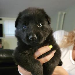 German Shepherds from Spodnick's K-9