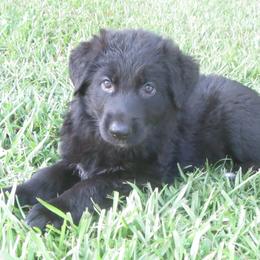 German Shepherd Puppies from V Diamondburg Kennels