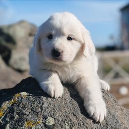 Girl 6 Blue - White female Great Pyrenees puppy in Yakima, Washington from Naches Heights Ranch