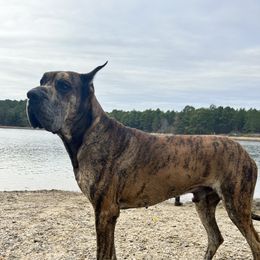 Tyga - Great Dane