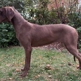 Cinnamon - Great Dane