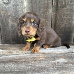 Buddy - Chocolate and tan male Dachshund puppy in South Willard, Utah from Doxies in the Sun