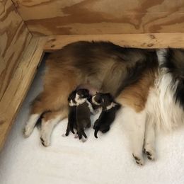 Amy - Shetland Sheepdog