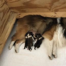 Amy - Shetland Sheepdog