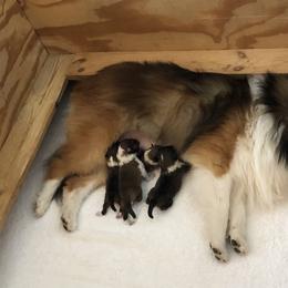 Amy - Shetland Sheepdog