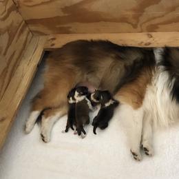 Amy - Shetland Sheepdog