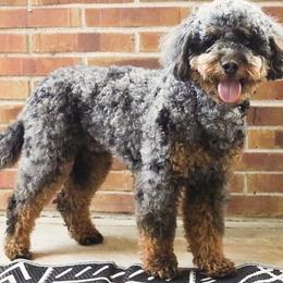 Eddie - Bernedoodle