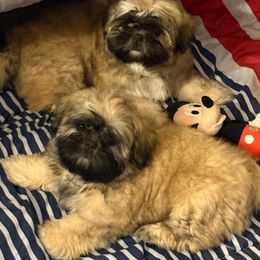 Shih Tzu Puppies from Shih-tzu Dynasty
