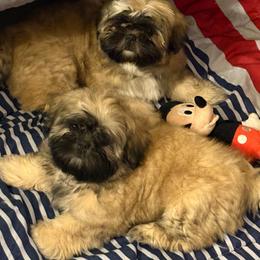 Shih Tzu Puppies from Shih-tzu Dynasty