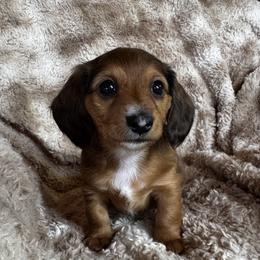 Girl 1 - female Dachshund puppy in Florissant, Colorado from Mountain Thyme Homestead