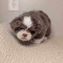 Jamie - Liver and white male Shih Tzu puppy in Canton, Ohio from Winning Colors Shih Tzu