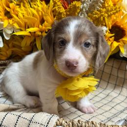Barbie - Dapple female Dachshund puppy in Fayetteville, West Virginia from Loop Creek Dachshunds