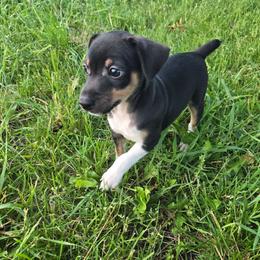 Spruce - Black tan and white male Rat Terrier puppy in Brookfield, Missouri from Country Rat Terriers