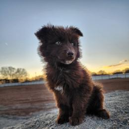 Fudge - Liver female German Shepherd puppy in Los Lunas, New Mexico from Mali's German Shepherds LLC