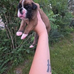 Male 2 - Fawn male Boxer puppy in Billings, Missouri from Azaleas Euro Boxers & Boston Terriers