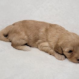 Goldendoodle Puppies from Lake Village Doodles